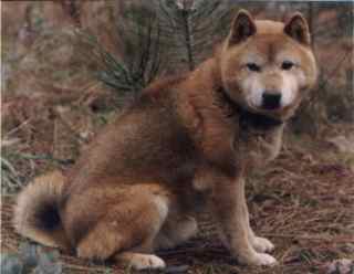 Sitting Shiba